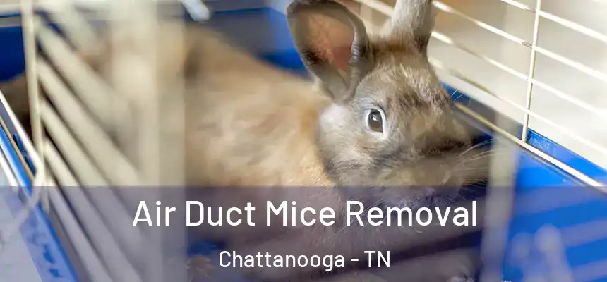  Air Duct Mice Removal Chattanooga - TN