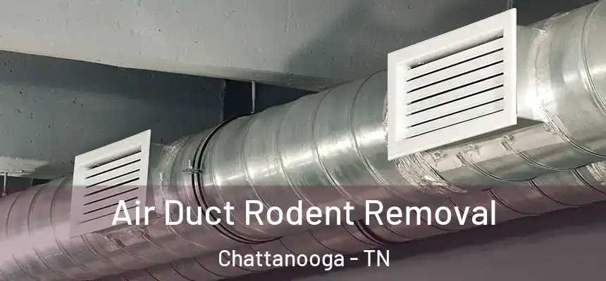  Air Duct Rodent Removal Chattanooga - TN