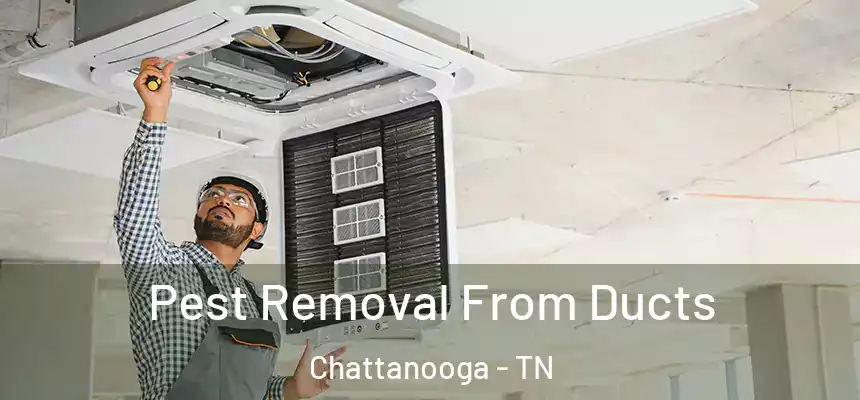Pest Removal From Ducts Chattanooga - TN